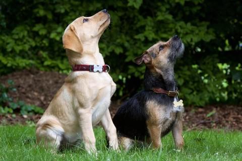 two attentive dog in adult dog class two attentive dog in adult dog class
