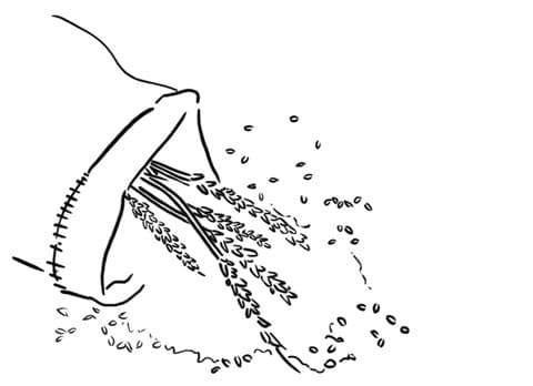 Section image