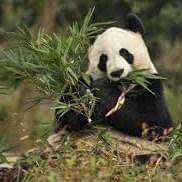 Chengdu, outdoor education china, school trips, CAS, IB, adventure, chinese culture, International schools,  Chengdu, outdoor education china, school trips, CAS, IB, adventure, chinese culture, International schools,