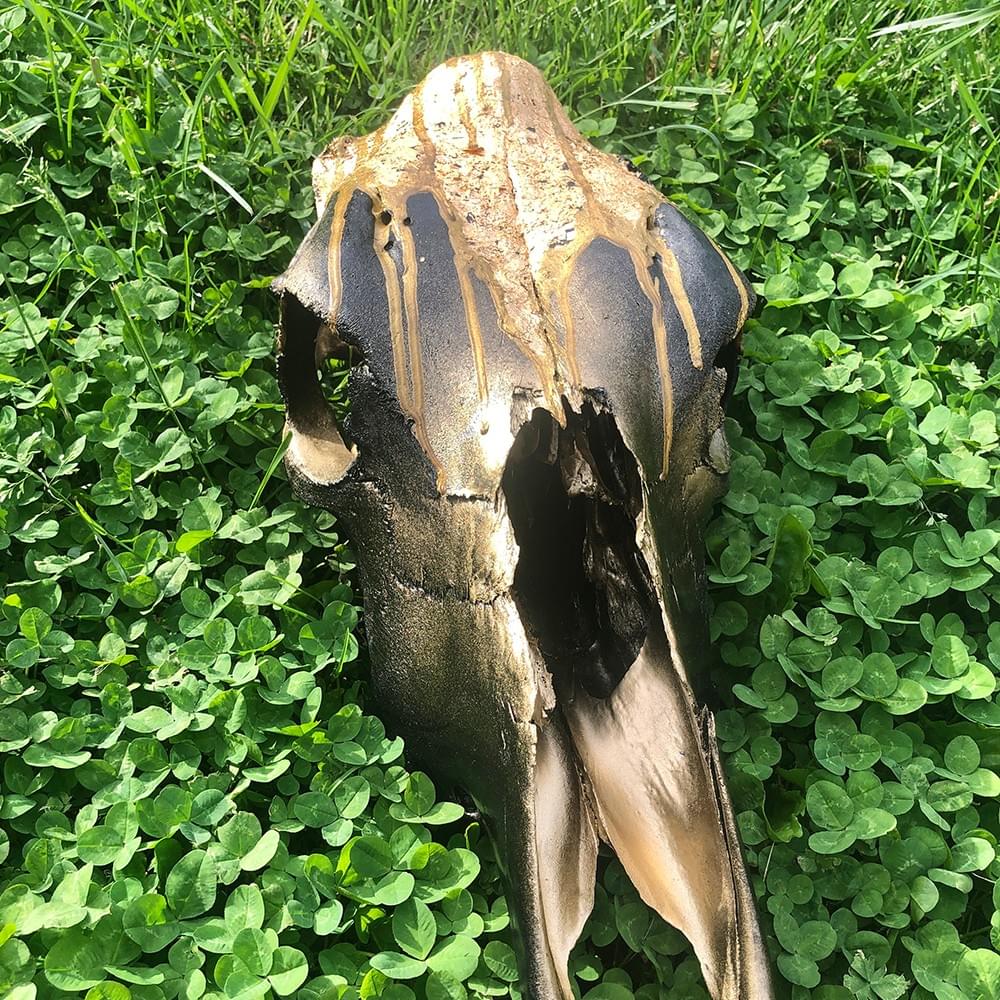 Black and Gold Cow Skull
