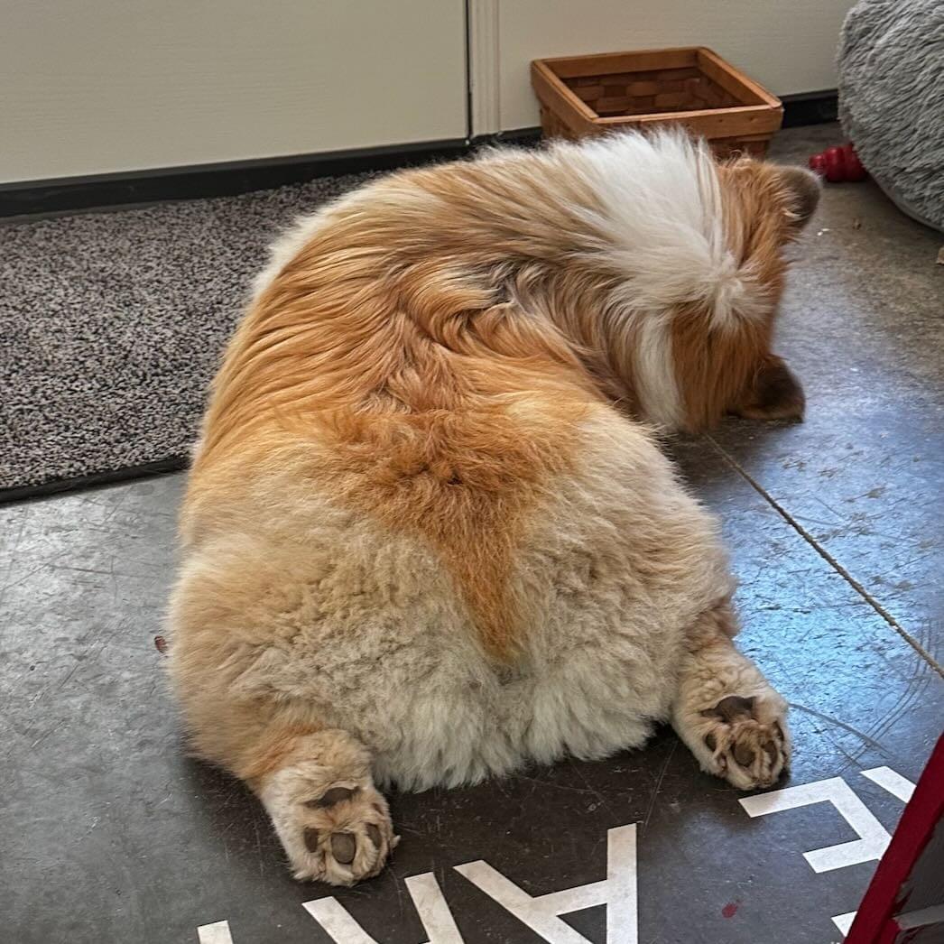 Tired pup