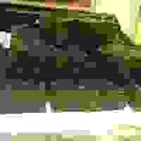 broken image