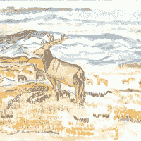 Montana Elk
