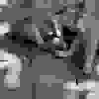 broken image