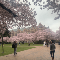 Cherry Blossoms, University of Washington, Seattle