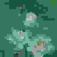 broken image