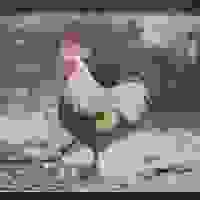 broken image