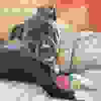 broken image