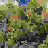 broken image