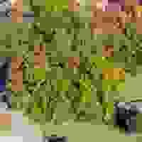 broken image