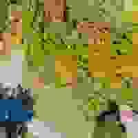 broken image
