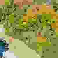 broken image