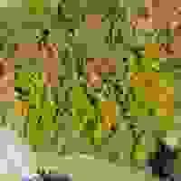 broken image