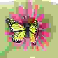 broken image