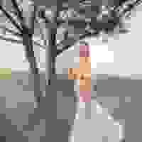 broken image