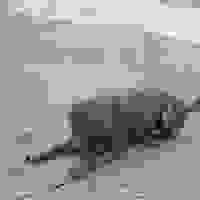 broken image