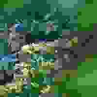 broken image