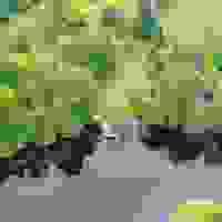 broken image