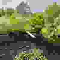 broken image