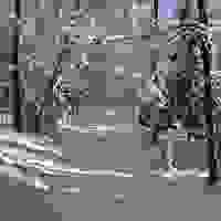 broken image