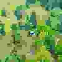 broken image