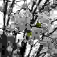 Pear Blossoms in Early Spring, Middle Tennessee