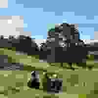 broken image