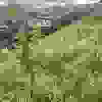broken image