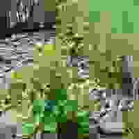 broken image