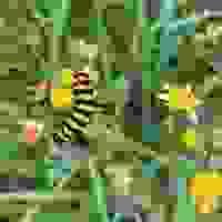broken image