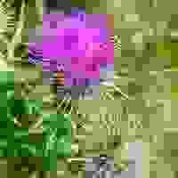 broken image