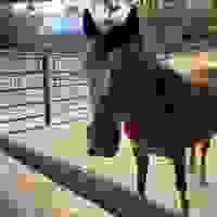 broken image