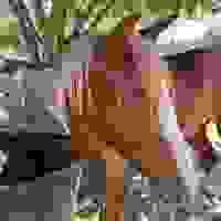 broken image