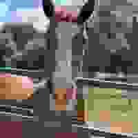 broken image