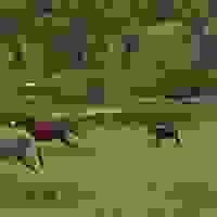 broken image