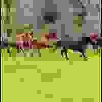 broken image