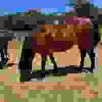 broken image
