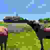 broken image