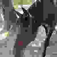broken image