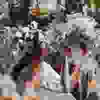broken image
