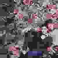 broken image