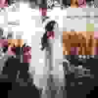 broken image