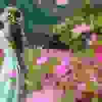 broken image
