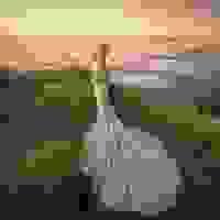 broken image