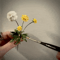 Dandelion
