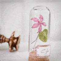 Bauhinia brooch
