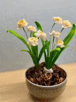 Daffodil