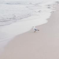 Manly beach, Sydney, Australia