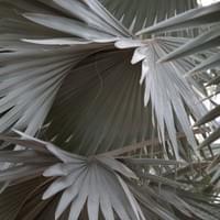 Adelaide Botanic Garden, Adelaide.