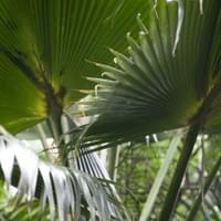 Adelaide Botanic Garden, Adelaide.